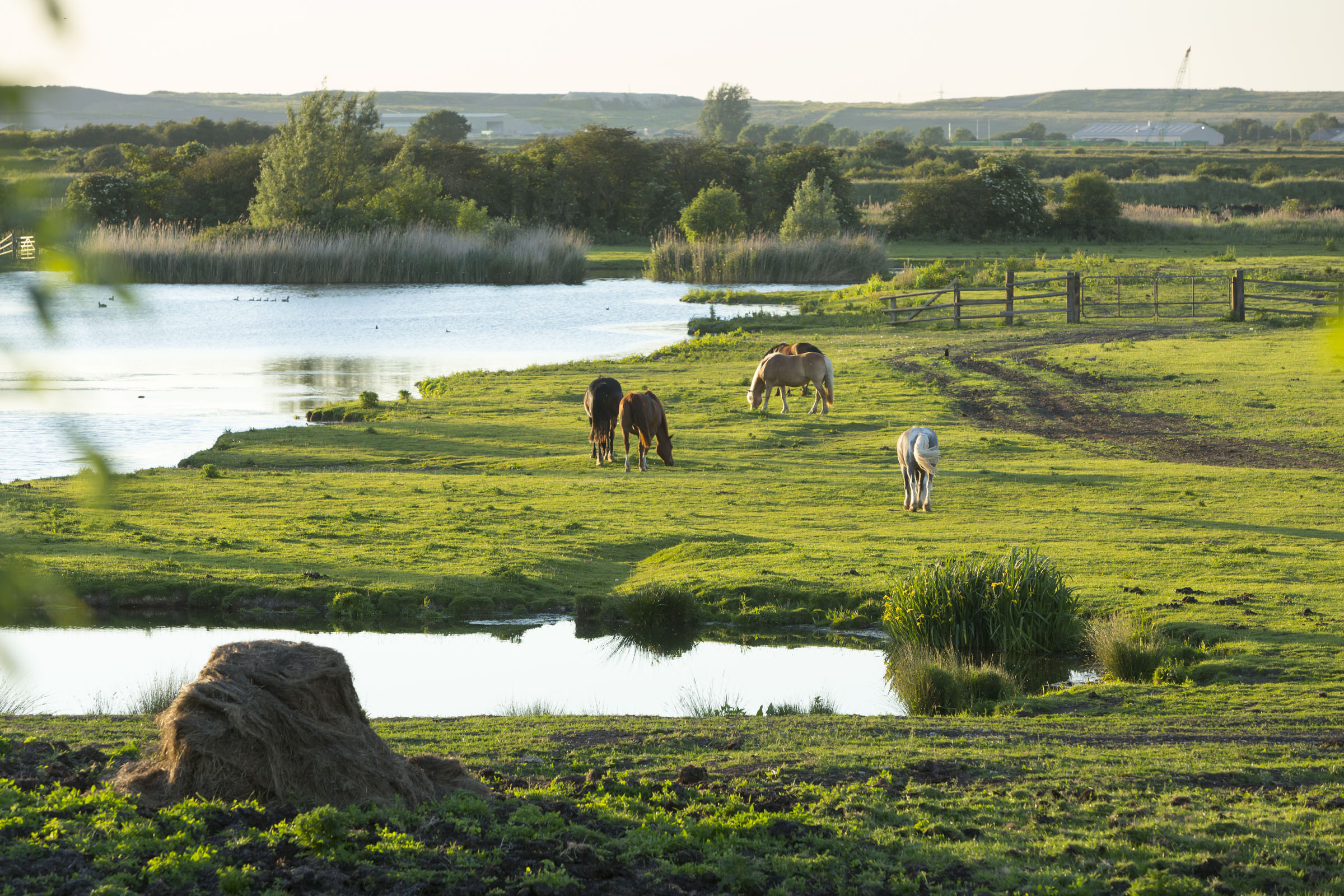Five horses eating grass next to water at Dartford Marshes