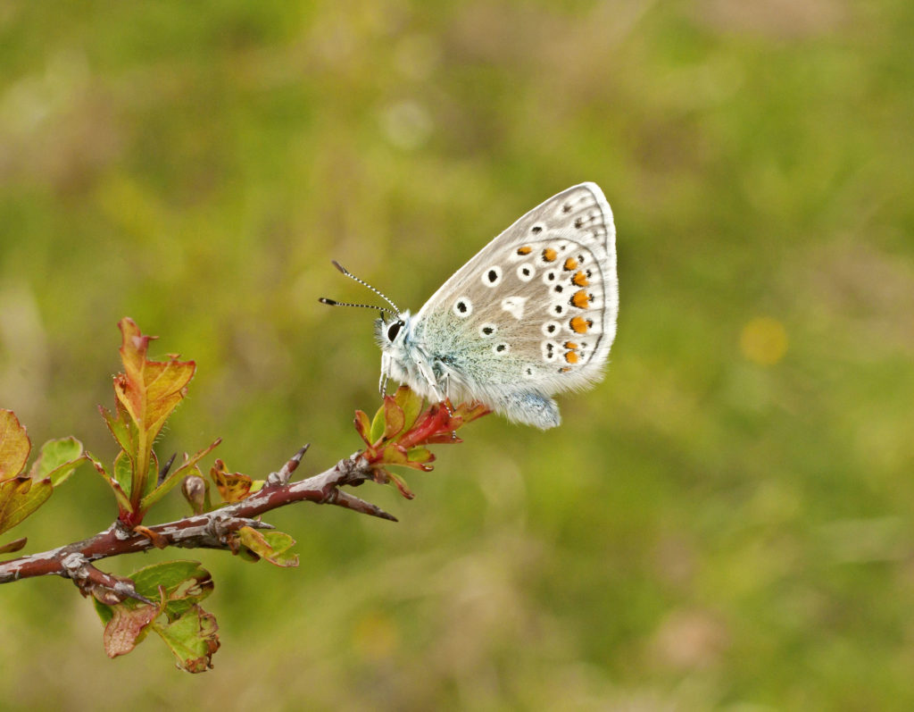 Butterfly Conservation at White Hill Reserve Shoreham