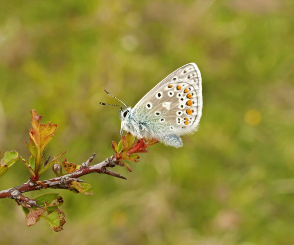 Common blue butterfly on branch