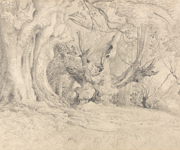 Sketch of wide old trees