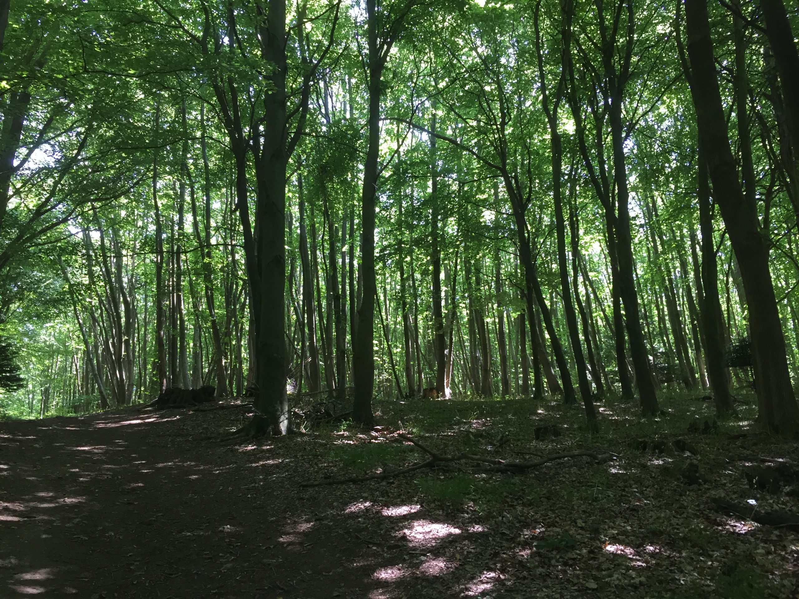 A group of thin trees with sunlight behind