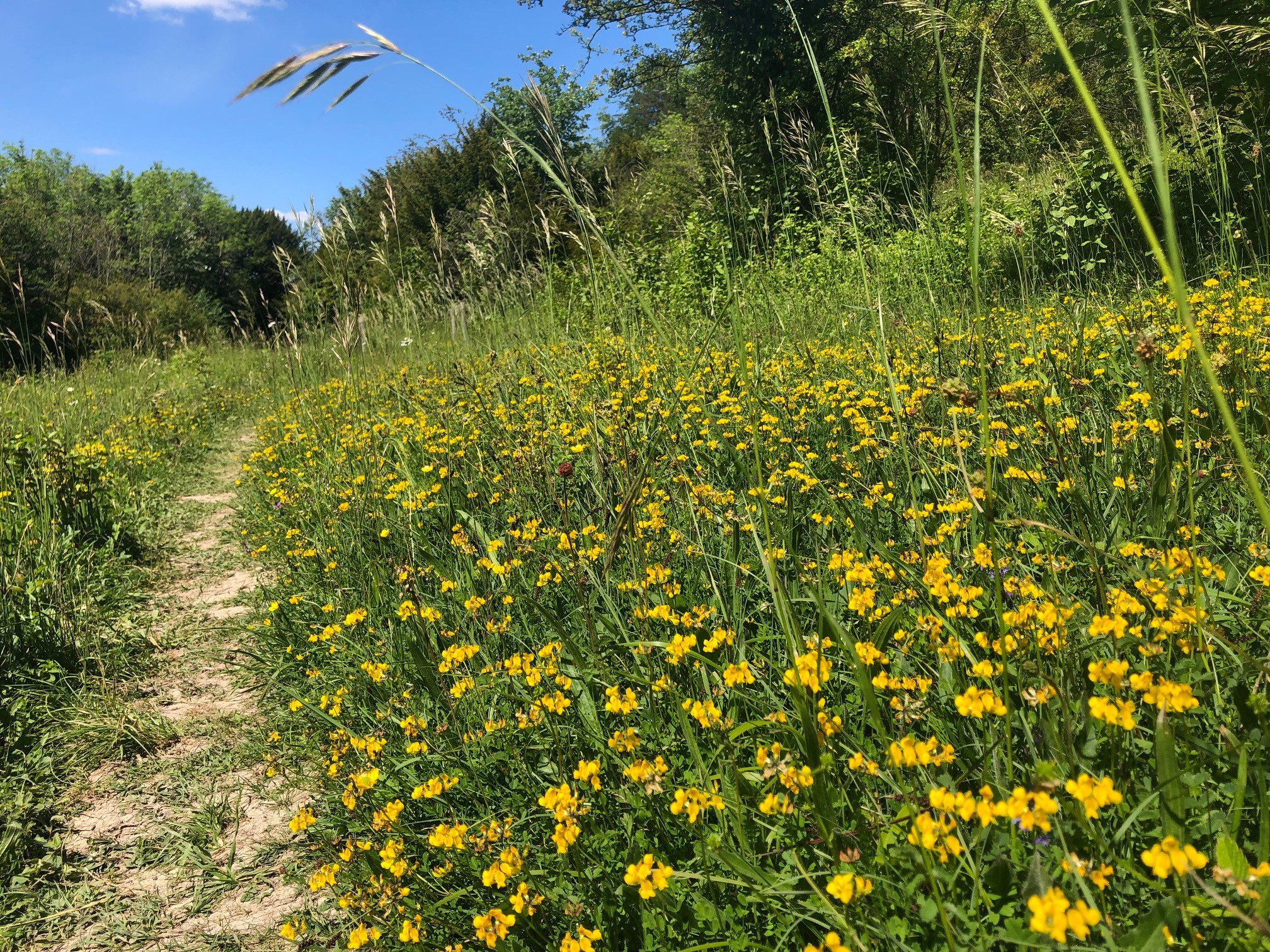 Path through meadow with small yellow flowers