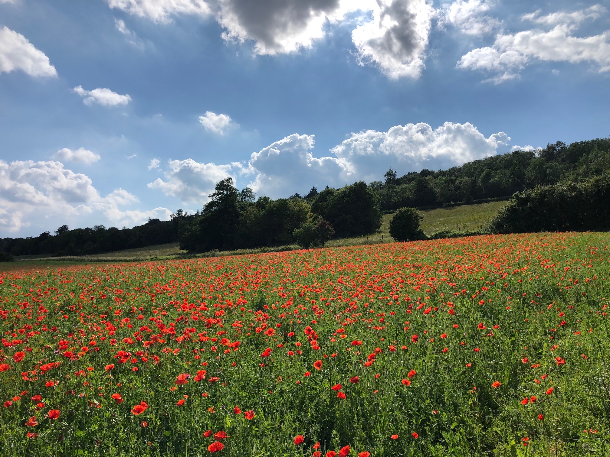Poppies in field with blue sky above