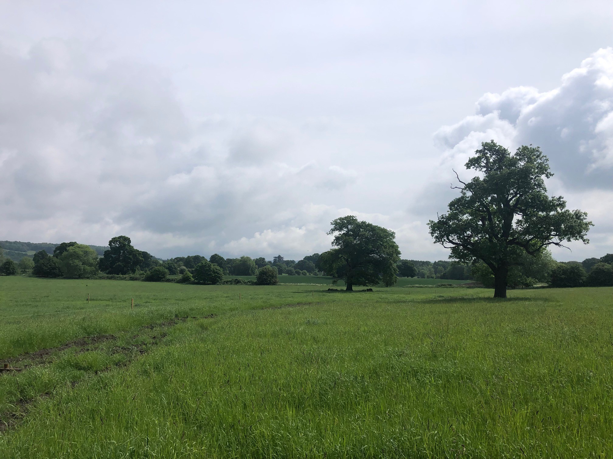 Large trees in green field