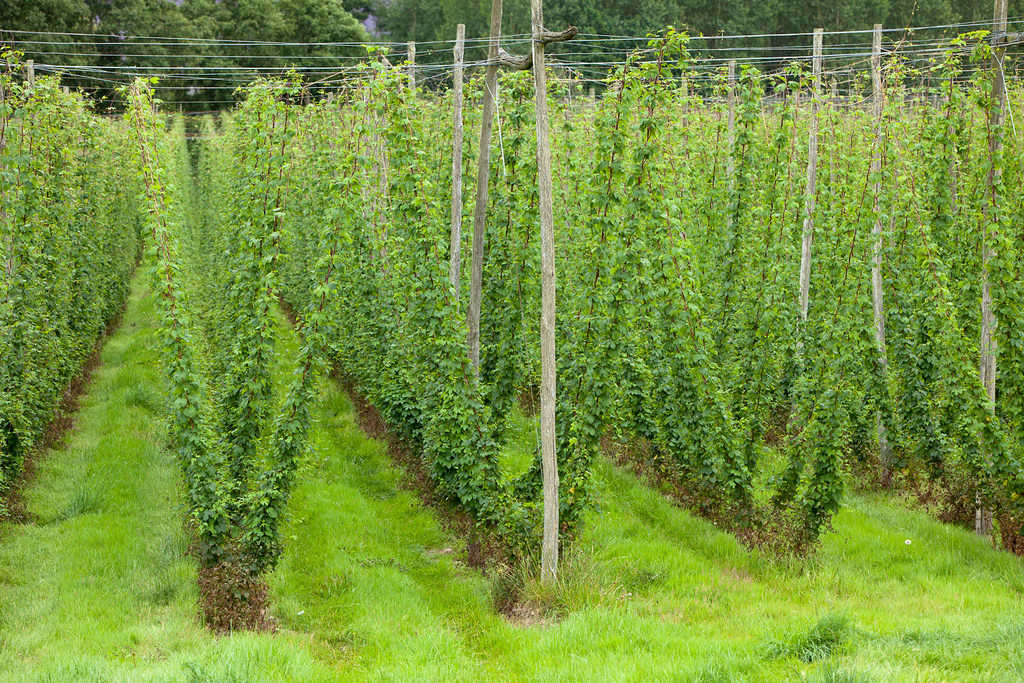 Green hop bines with wooden poles in field