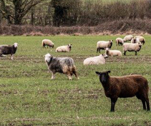 Many sheep grazing in a field