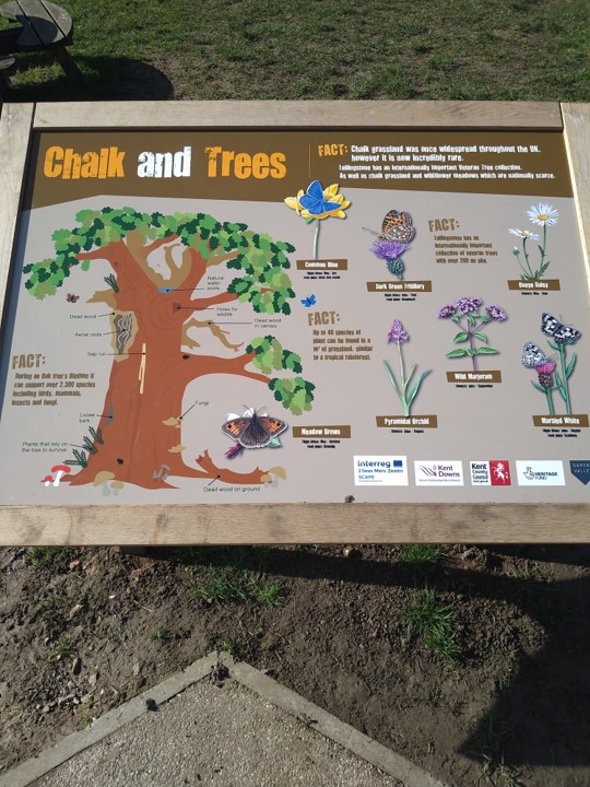 Colourful sign explaining about the chalk grassland and trees at Lullingstone Country Park