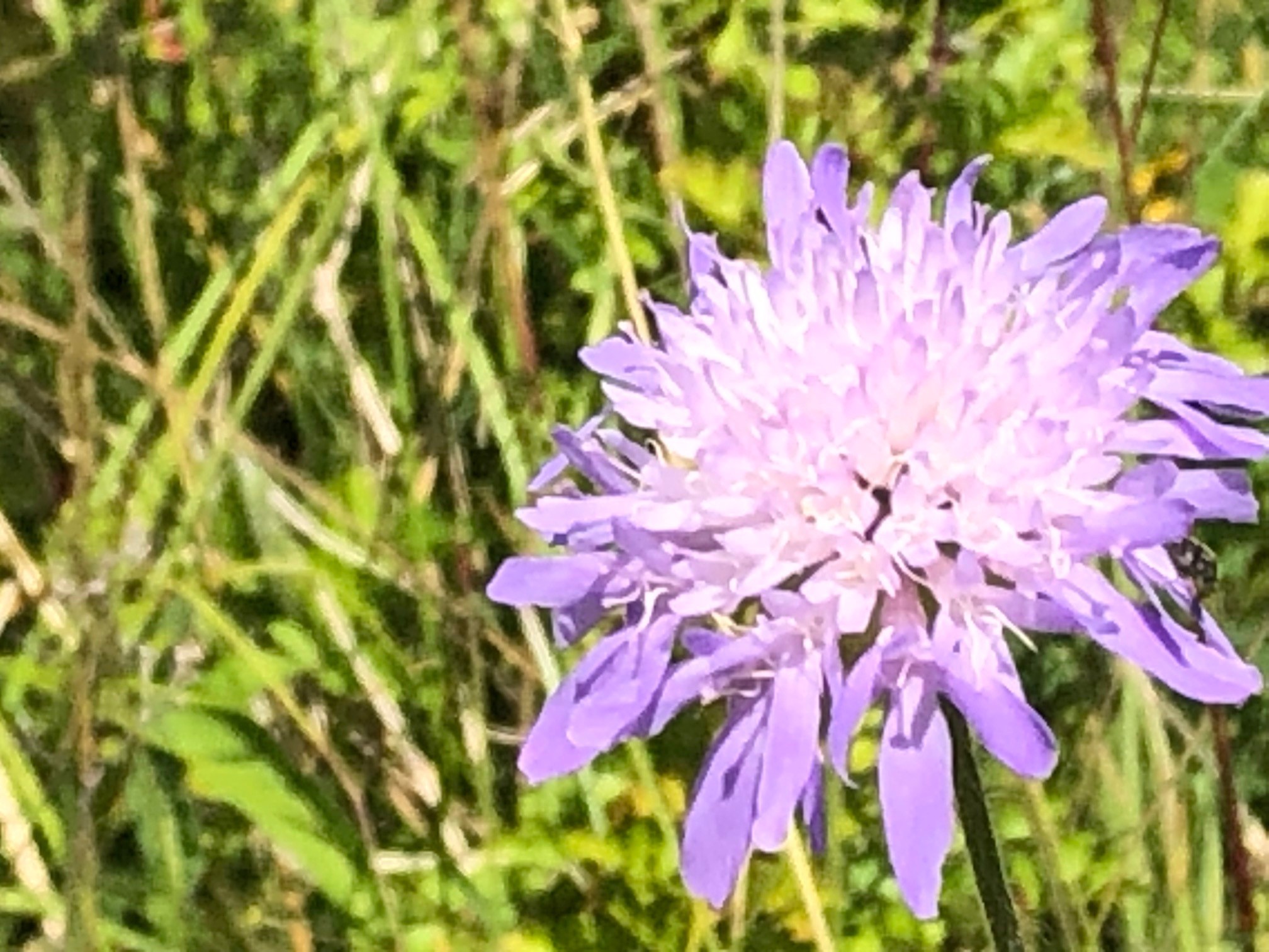 Large purple flower in grassland